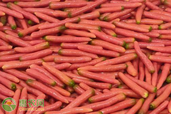胡蘿卜種植方法和管理-圖片版權(quán)歸惠農(nóng)網(wǎng)所有