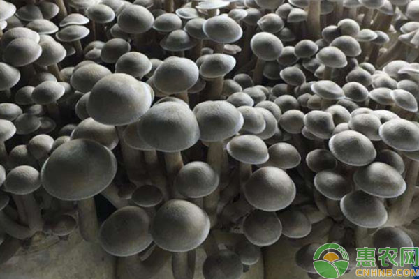 鹿茸菇種植栽培技術(shù)-圖片版權(quán)歸惠農(nóng)網(wǎng)所有