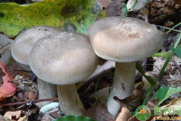 鹿茸菇種植栽培技術(shù)-圖片版權(quán)歸惠農(nóng)網(wǎng)所有