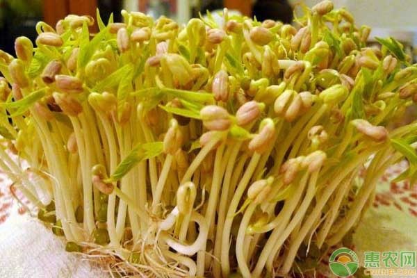 綠豆芽的種植方法-圖片版權(quán)歸惠農(nóng)網(wǎng)所有