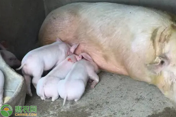 母豬不發(fā)情的原因及解決方法-圖片版權(quán)歸惠農(nóng)網(wǎng)所有