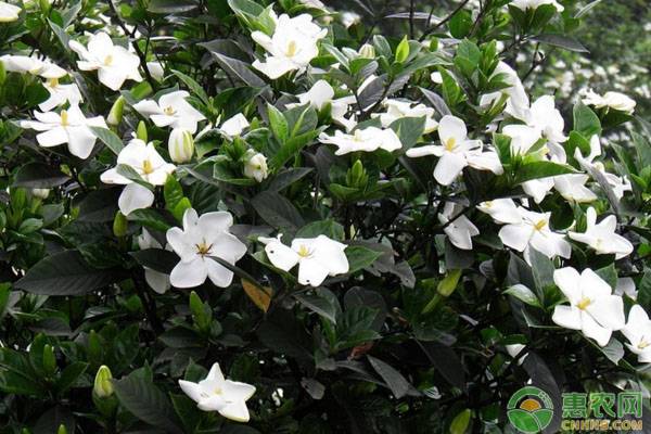 梔子花澆水的正確方法-圖片版權(quán)歸惠農(nóng)網(wǎng)所有