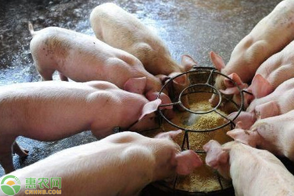豬脹氣是什么原因引起的？怎么治療？-圖片版權歸惠農(nóng)網(wǎng)所有