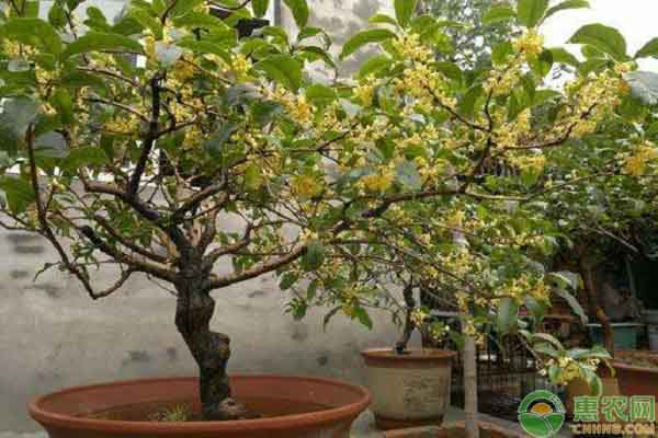 桂花樹修剪方法圖解-圖片版權(quán)歸惠農(nóng)網(wǎng)所有