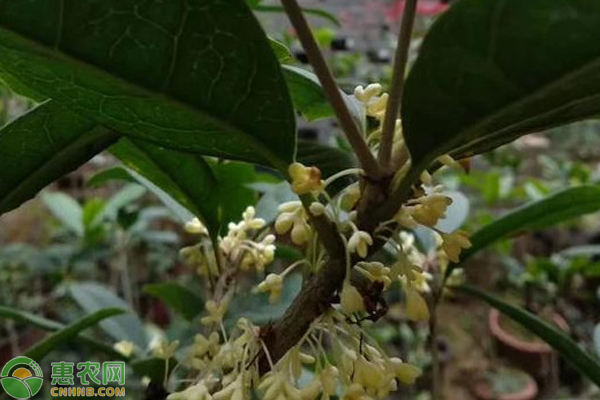 桂花樹修剪方法圖解-圖片版權(quán)歸惠農(nóng)網(wǎng)所有