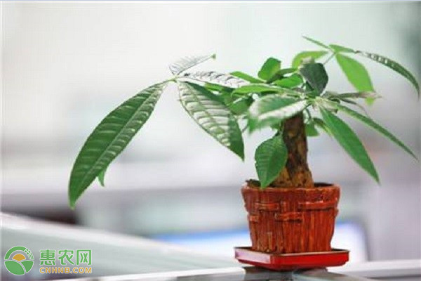 發(fā)財(cái)樹怎么澆水？-圖片版權(quán)歸惠農(nóng)網(wǎng)所有