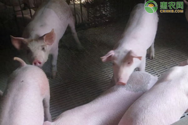豬滲出性皮炎怎么治療最好？-圖片版權(quán)歸惠農(nóng)網(wǎng)所有