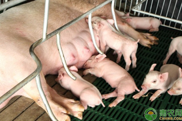 哺乳母豬一天需要喂幾次？-圖片版權(quán)歸惠農(nóng)網(wǎng)所有