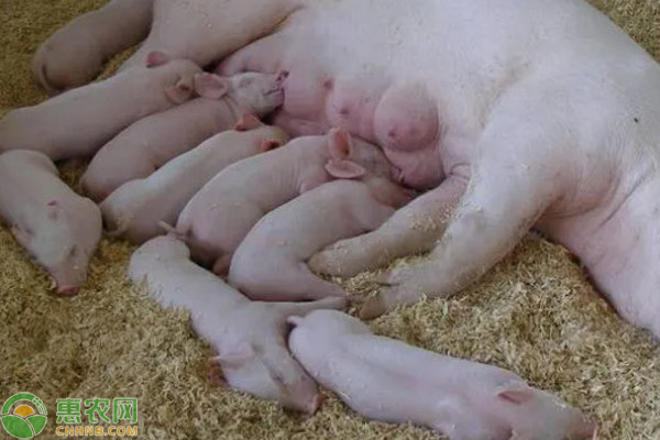 哺乳母豬一天需要喂幾次？-圖片版權(quán)歸惠農(nóng)網(wǎng)所有