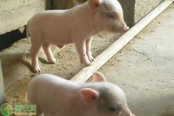 豬滲出性皮炎怎么治療最好？-圖片版權(quán)歸惠農(nóng)網(wǎng)所有
