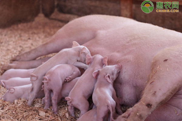 哺乳母豬一天需要喂幾次？-圖片版權(quán)歸惠農(nóng)網(wǎng)所有