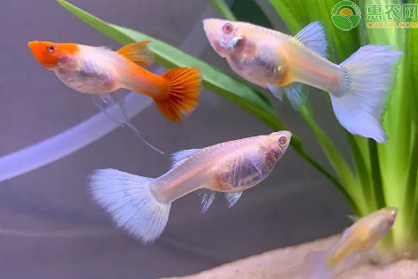 孔雀魚生小魚前兆-圖片版權(quán)歸惠農(nóng)網(wǎng)所有
