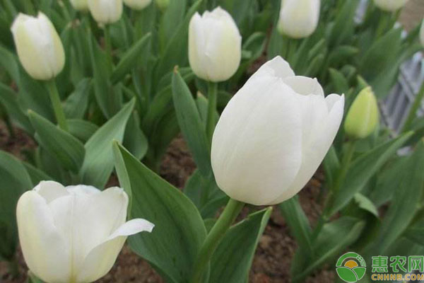郁金香鮮花插瓶水養(yǎng)方法-圖片版權(quán)歸惠農(nóng)網(wǎng)所有