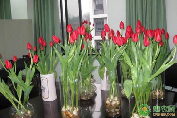 郁金香鮮花插瓶水養(yǎng)方法-圖片版權(quán)歸惠農(nóng)網(wǎng)所有