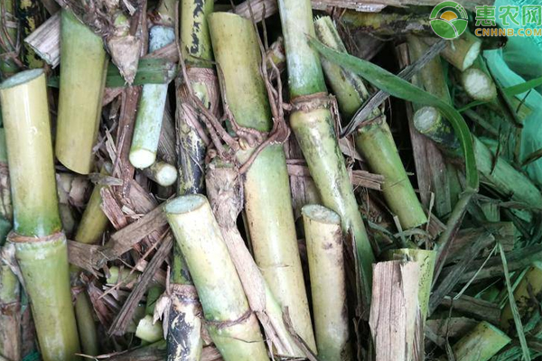 菌草種植技術(shù)-圖片版權(quán)歸惠農(nóng)網(wǎng)所有
