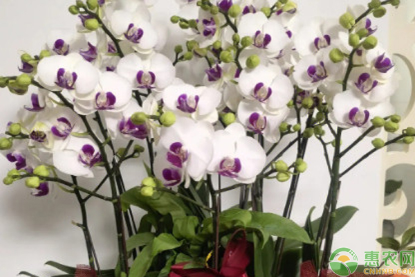 已經(jīng)開花的蝴蝶蘭怎么澆水？-圖片版權(quán)歸惠農(nóng)網(wǎng)所有