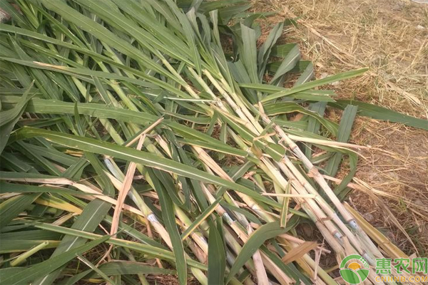 菌草種植技術(shù)-圖片版權(quán)歸惠農(nóng)網(wǎng)所有