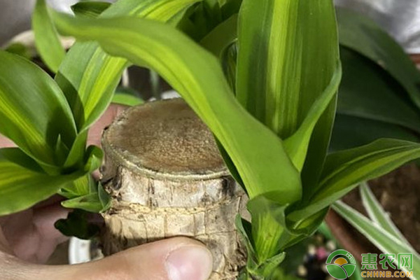 巴西木怎么养才能发芽？-图片版权归惠农网所有