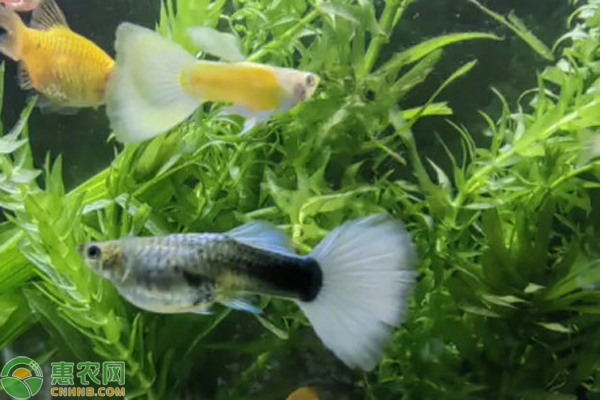 孔雀魚生小魚前兆-圖片版權(quán)歸惠農(nóng)網(wǎng)所有
