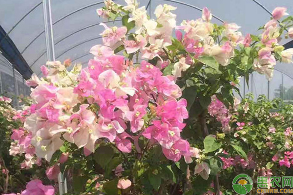 三角梅的養(yǎng)殖方法和澆水-圖片版權歸惠農網所有