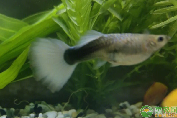 孔雀魚生小魚前兆-圖片版權(quán)歸惠農(nóng)網(wǎng)所有