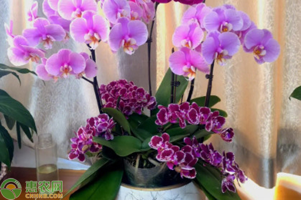 已經(jīng)開花的蝴蝶蘭怎么澆水？-圖片版權(quán)歸惠農(nóng)網(wǎng)所有