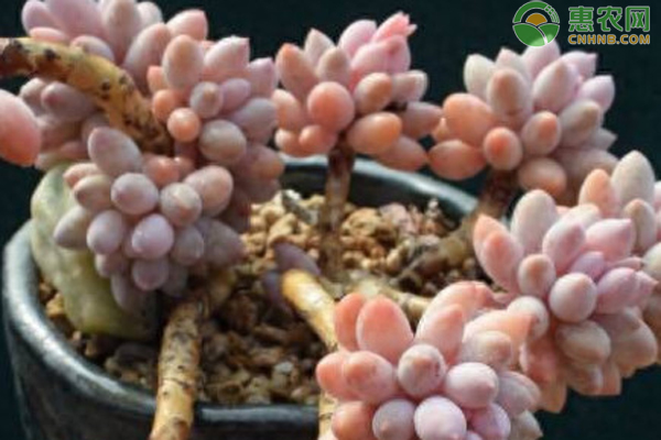 多肉植物怎么栽種？-圖片版權(quán)歸惠農(nóng)網(wǎng)所有