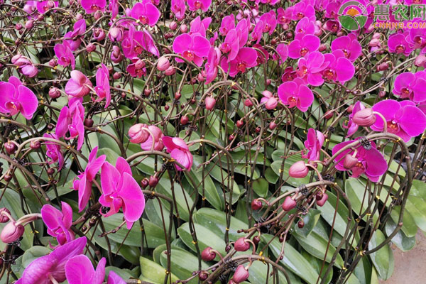 蝴蝶蘭花如何澆水？-圖片版權(quán)歸惠農(nóng)網(wǎng)所有