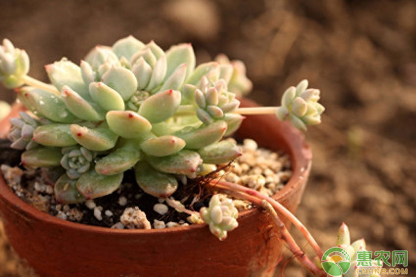 多肉植物怎么栽種？-圖片版權(quán)歸惠農(nóng)網(wǎng)所有