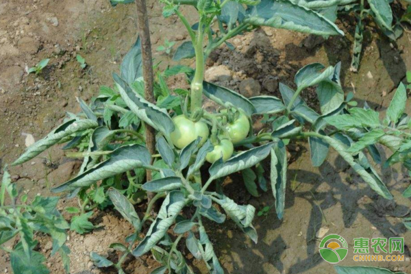 番茄各個(gè)時(shí)期施肥量詳細(xì)表-圖片版權(quán)歸惠農(nóng)網(wǎng)所有