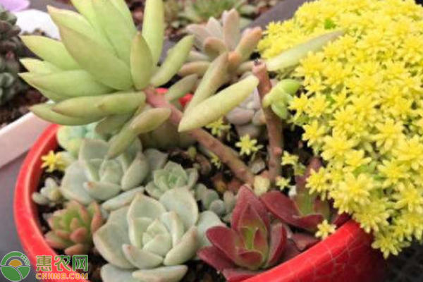 多肉植物怎么栽種？-圖片版權(quán)歸惠農(nóng)網(wǎng)所有