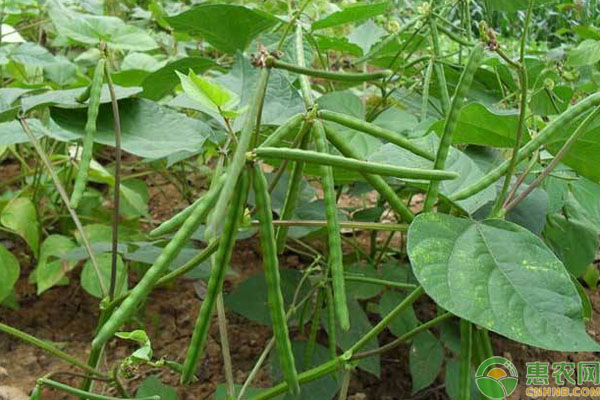 綠豆怎么種？-圖片版權(quán)歸惠農(nóng)網(wǎng)所有