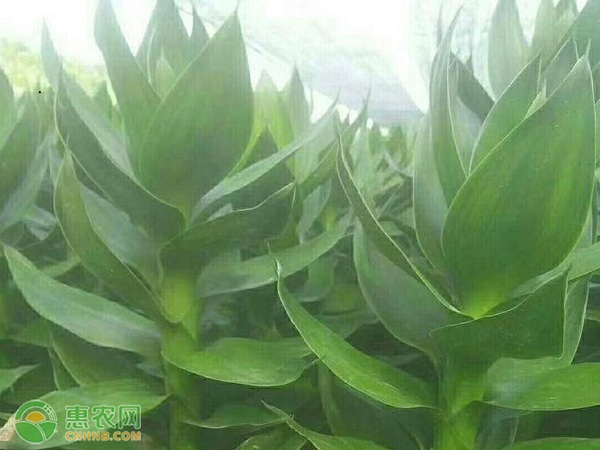 棕竹盆栽的養(yǎng)殖方法和注意事項(xiàng)-圖片版權(quán)歸惠農(nóng)網(wǎng)所有
