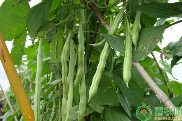 豆角旁邊適合種什么蔬菜？-圖片版權(quán)歸惠農(nóng)網(wǎng)所有