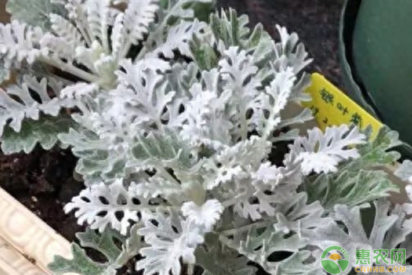 銀葉菊的養(yǎng)殖方法和注意事項-圖片版權(quán)歸惠農(nóng)網(wǎng)所有