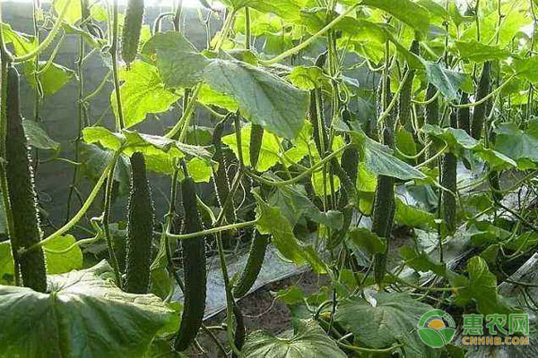豆角旁邊適合種什么蔬菜？-圖片版權(quán)歸惠農(nóng)網(wǎng)所有
