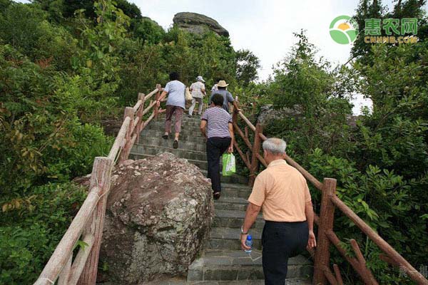 重阳节节意义是什么_重阳节意义是什么意思_重阳节的意义是什么?