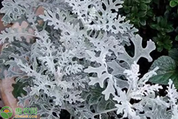 銀葉菊的養(yǎng)殖方法和注意事項-圖片版權(quán)歸惠農(nóng)網(wǎng)所有