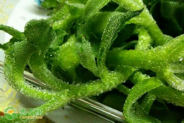 冰菜幾月種植最好？-圖片版權(quán)歸惠農(nóng)網(wǎng)所有