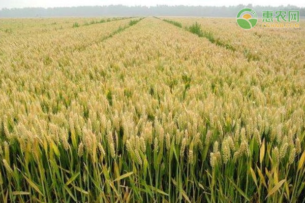 小麥白粉病的防治技巧-圖片版權(quán)歸惠農(nóng)網(wǎng)所有