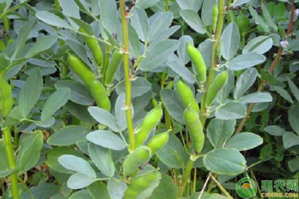 蠶豆陽歷幾月播種最好？-圖片版權(quán)歸惠農(nóng)網(wǎng)所有
