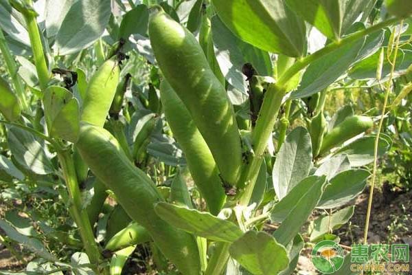 蠶豆陽歷幾月播種最好？-圖片版權(quán)歸惠農(nóng)網(wǎng)所有