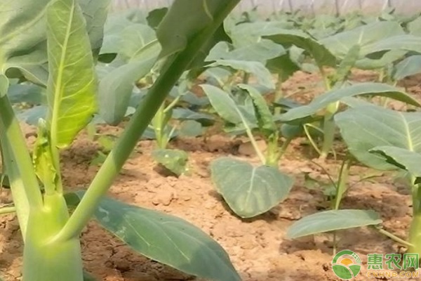 雞腿芥蘭種植方法和時間-圖片版權歸惠農(nóng)網(wǎng)所有