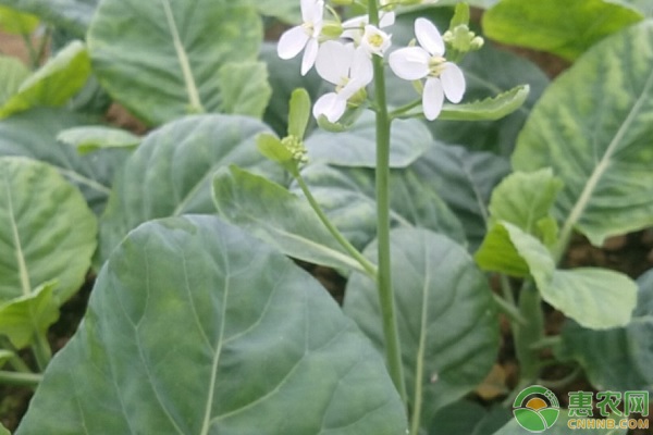 雞腿芥蘭種植方法和時間-圖片版權歸惠農(nóng)網(wǎng)所有