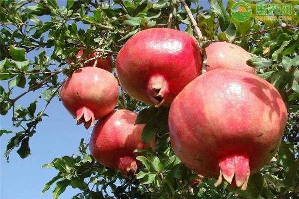 石榴靠什么傳播種子？-圖片版權(quán)歸惠農(nóng)網(wǎng)所有