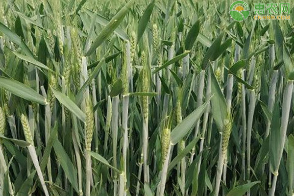 今年冬小麥最佳播種時間-圖片版權(quán)歸惠農(nóng)網(wǎng)所有