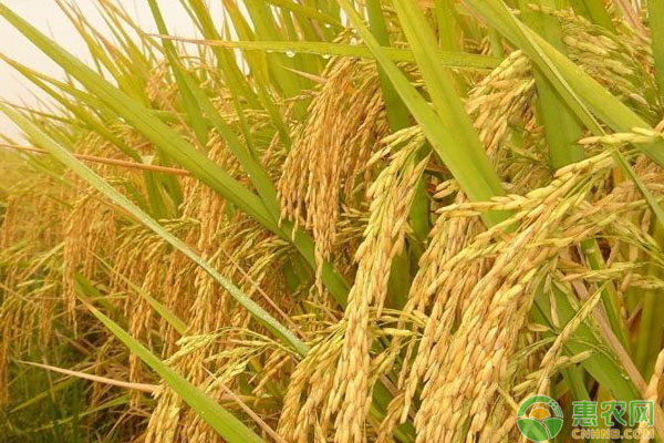 水稻什么時候種植？-圖片版權(quán)歸惠農(nóng)網(wǎng)所有