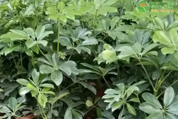 招財樹的養(yǎng)殖方法和澆水-圖片版權歸惠農(nóng)網(wǎng)所有