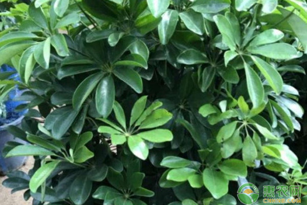 招財樹的養(yǎng)殖方法和澆水-圖片版權歸惠農(nóng)網(wǎng)所有