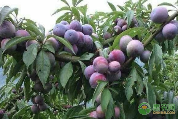 李子膨大增甜打什么藥？-圖片版權(quán)歸惠農(nóng)網(wǎng)所有